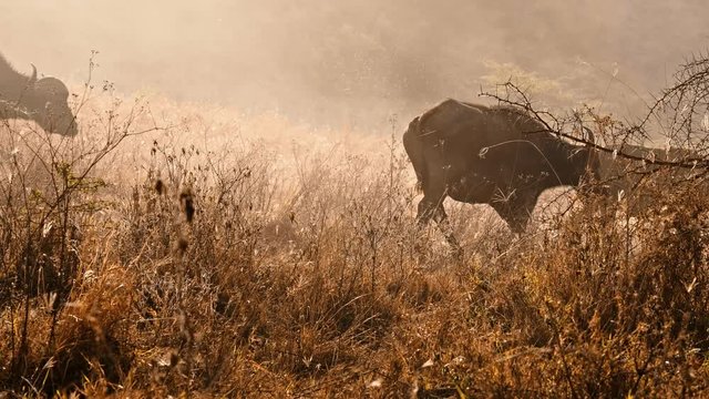 African buffalos in Masai Mara park, Kenya
