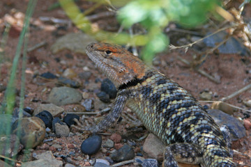 Little reptile near to Laake Powell