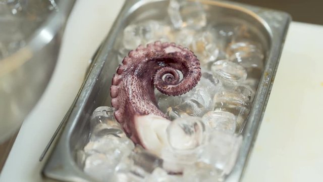 Fresh purple octopus tentacle being layed and settled between ice cubes in a metal kitchen container by metal kitchen tongs