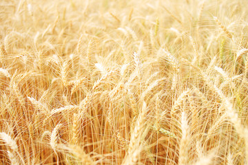 Rice fields in beautiful rice fields.