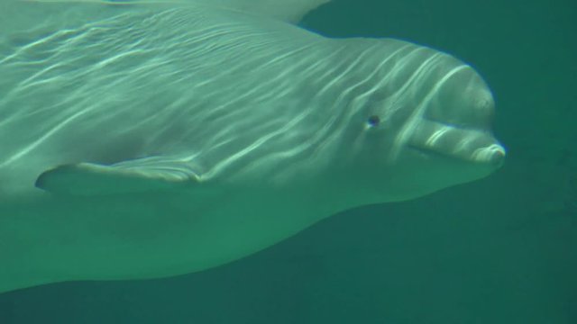 A Beluga Whale Undersea