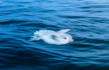Ocean sunfish or common mola swimming in the Atlantic Ocean off the coast of Cape Town, South Africa - obrazy, fototapety, plakaty