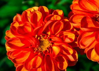 Flower in garden at sunny summer or spring day. Flower for postcard beauty decoration and...