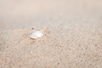 Fototapeta na wymiar seashell in the sand