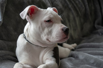 portrait of a puppy staffordshire bull terrier
