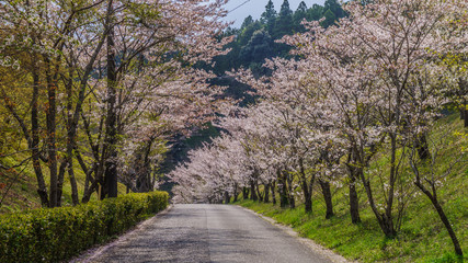 春の大多喜県民の森の周辺の道路の風景