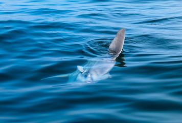 Ocean sunfish or common mola swimming in the Atlantic Ocean off the coast of Cape Town, South Africa