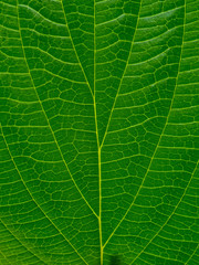 texture of green leaf, leaf pattern for background and wallpaper