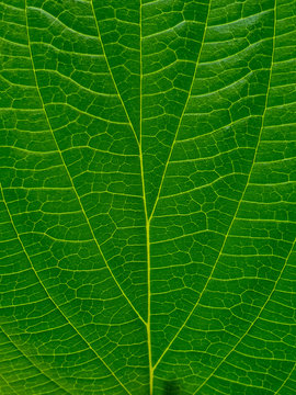 texture of green leaf, leaf pattern for background and wallpaper