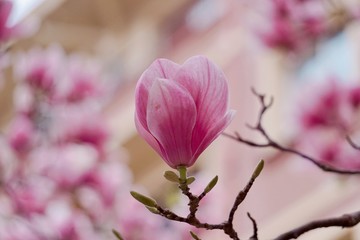 pink flower in spring