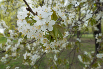 Lots of white flowers on branches of cherry in spring orchard