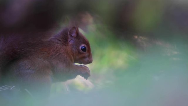 Red squirrel, Sciurus vulgaris, pan, movement of up and over while refocusing as the squirrel feeds on a nut in a pine forest, Scotland, during winter.