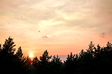 Beautiful sunset over pine forest