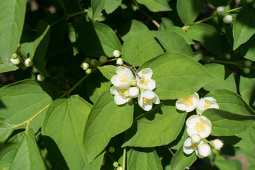 Buds and white flowers of Philadelphus coronarius in May