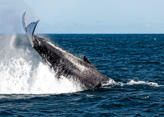 Fototapeta premium Whales migrating off the coast of Sydney Australia