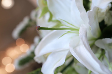 beautyful white lily in a side view