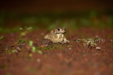  brown frogs