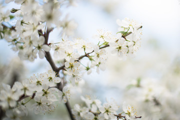 Branches of a fruit tree with blooming white flowers: Apple, pear. The view of the sky. Horizontal photography