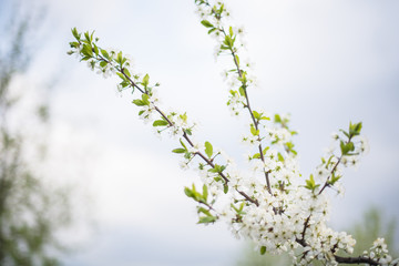 Branches of a fruit tree with blooming white flowers: Apple, pear. The view of the sky. Horizontal photography