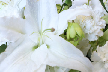 white lily in close up