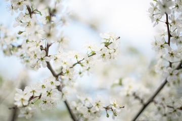 Branches of a fruit tree with blooming white flowers: Apple, pear. The view of the sky. Horizontal photography