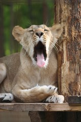 Yawning lioness, Felsolajos Zoo