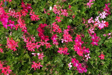 Pink and magenta colored flowers of ivy leaved geranium