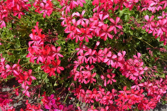 Lush Bright Flowers Of Ivy Leaved Geranium