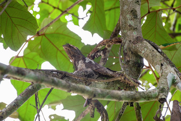 Blyth's frogmouth (Batrachostomus affinis) sit on the nest. Javan Frogmouth bird