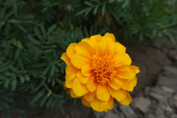 Closeup of pastel orange flower head of french marigold