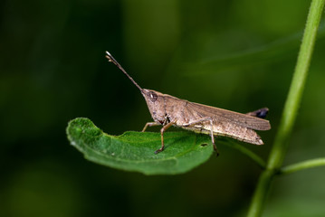 Closeup of Green grasshopper on a leaf.