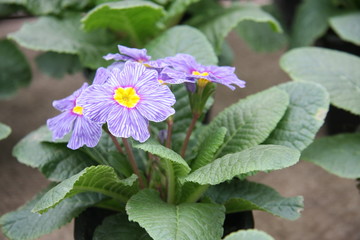 Blue flowers