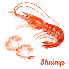 Shrimp isolated on white background. Vector illustration of shrimp in shell, peeled shrimp.  Bright image of fresh seafood in  simple flat style. Icon, sticker, label, poster.