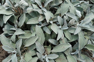 Grey green foliage of Veronica incana in summer