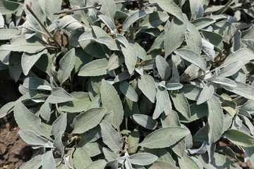 Pubescent grey green foliage of Veronican incana
