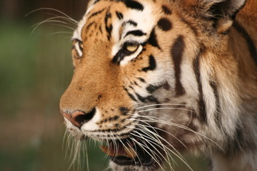 Tiger head, Felsolajos Zoo