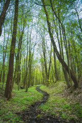 Fototapeta premium Forest covered with fresh vegetation