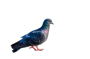 Pigeon isolated on white background.