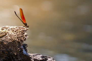 The sun shone brightly on the morning of a beautiful river.