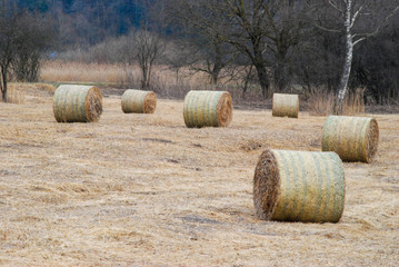 Runde Strohballen auf einer Streuewiese im Ried.