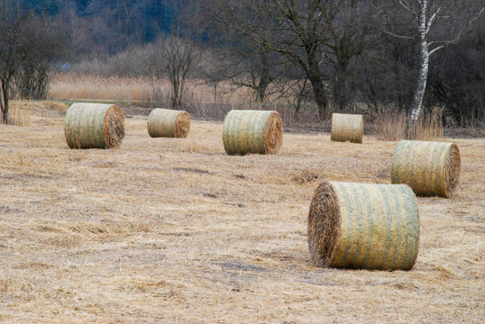 Runde Strohballen auf einer Streuewiese im Ried.