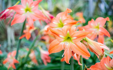 beautiful Hippeastrum