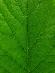 Obraz na płótnie Canvas nature green leaf for wallpaper and background