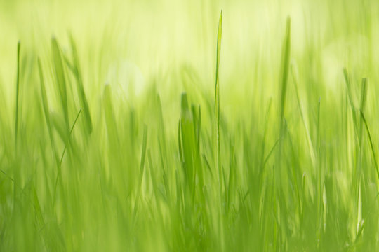 Fresh green grass closeup. Spring sunny day.