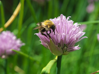 Bee collect nectar on a Chive onion Blossom, closeup macro flower