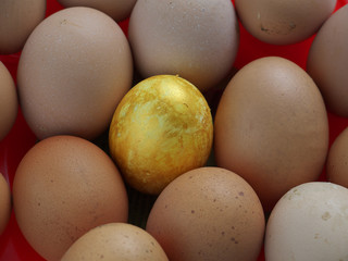 one gold egg lays among ordinary common eggs, cocept of luck