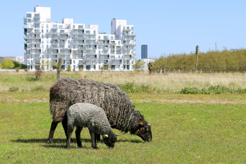 Karakul sheep on field. The outskirts of the city of Copenhagen, Denmark.