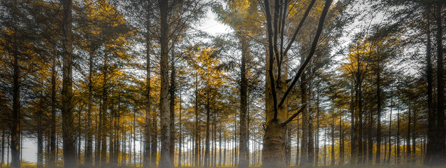 Sunlight Highlights in Pine Trees, Cardinham Woods, Cornwall