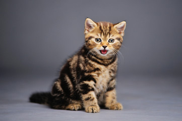Little kitten on a black background