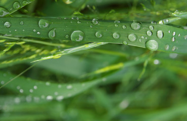 green grass with rain drops in summer day, closeup photo, motning dew